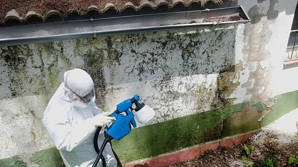 Top rated local Mold Remediation specialists in Jonestown, TX